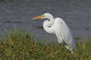 Gran Garza Blanca