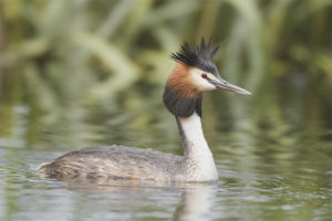 Gran Grebe