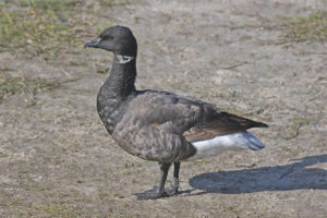 Oca negra