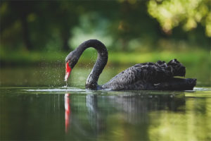 Cigne negre