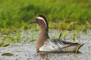 Cracker de Teal