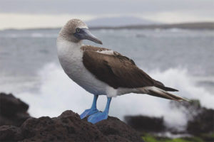 Booby de peus blaus