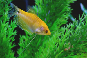 Gourami gouden