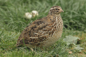 Guatlla japonesa