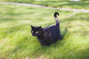 Hoe een kat aan de lijn te trainen