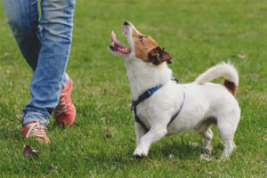 Hoe een hond te leren lopen zonder riem