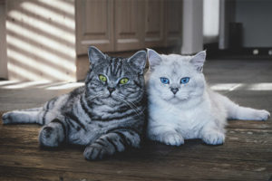 Welk kattenras te kiezen voor een appartement