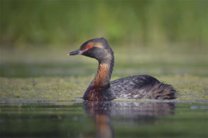 Grebe de coll vermell