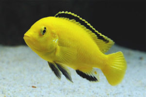 Labidochromis geel