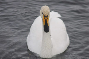 Cigne de Whooper