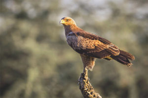 Àguila menor tacada