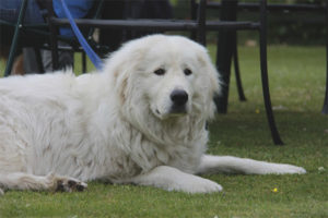 Maremma Abruzzo Shepherd