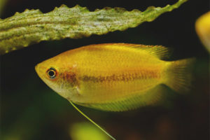 Honinggourami