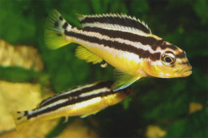 Melanochromis auratus