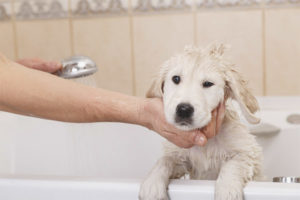 Kan een hond na vaccinatie worden gewassen?