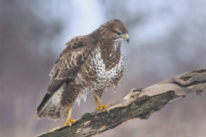 Buzzard comú