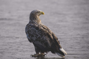 Àguila de cua blanca