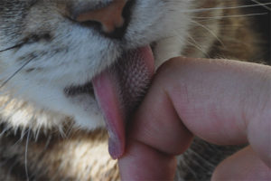 Waarom hebben katten zo'n ruwe tong?