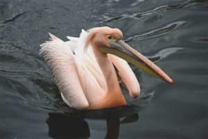 Pellicà rosa