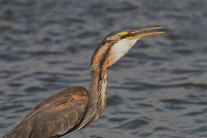 Garza vermella