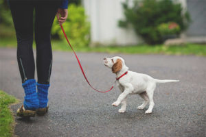 Op welke leeftijd kun je met een puppy wandelen