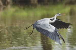 Garza grisa