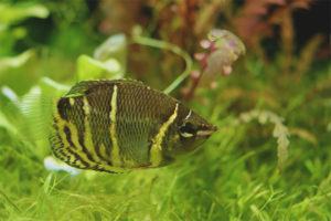 Chocolade Gourami