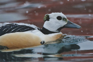 Eider siberià