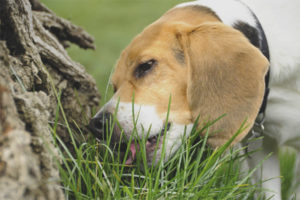 De hond eet in openlucht gras