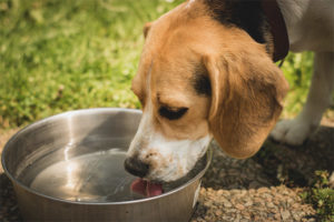 De hond drinkt veel water