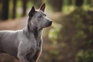 Thaise ridgeback