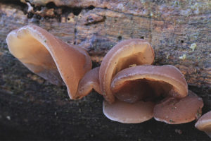 Auricular