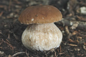 Cep