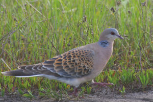 Grote tortelduif