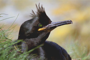 Cormorant enrunat