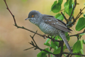 Hawk Warbler