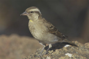 Pardal de pedra