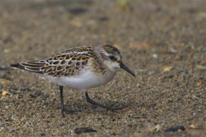 Sparrow Sandpiper