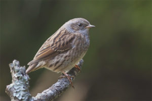 Bos Accentor