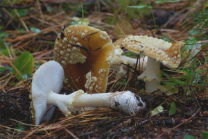 Amanita royal