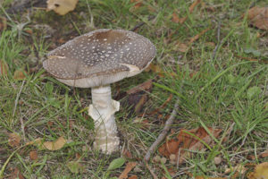 Amanita panter