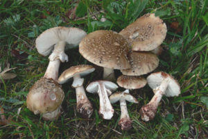 Amanita grijs roze