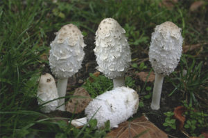 Coprinus wit