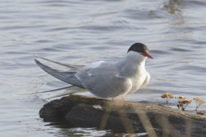 Tern àrtic