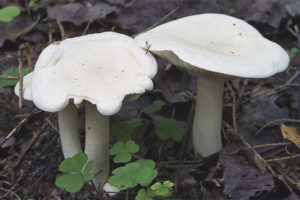 Witte rij