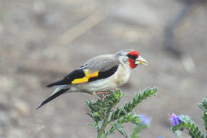 Goldfinch de cap gris