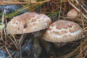 Champignon bos