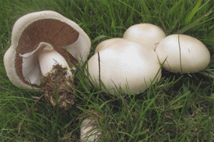 Veldchampignon