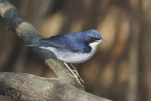 Blauwe nachtegaal