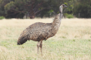 Struisvogel emu